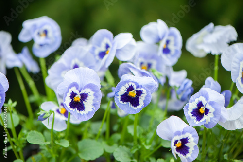 Close up of blue and white pansy flowers or pansies blooming in the garden