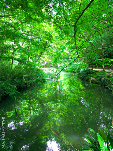 日本、神奈川県、新緑の池