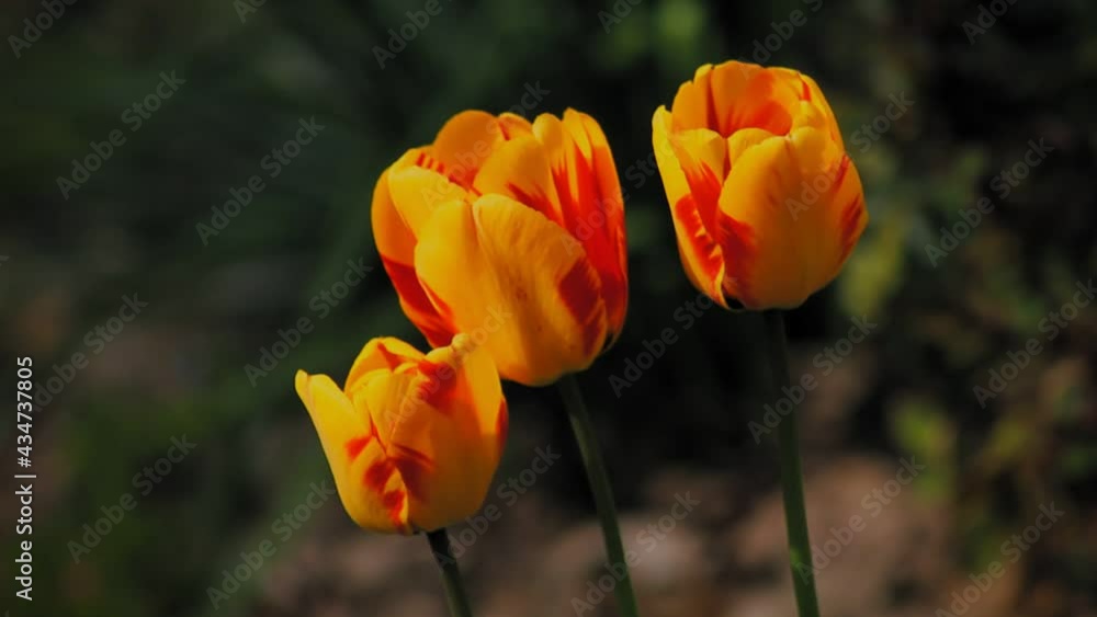 Three yellow and orange tulips in different phases of blooming. Three yellow and orange tulips in different phases of blooming.