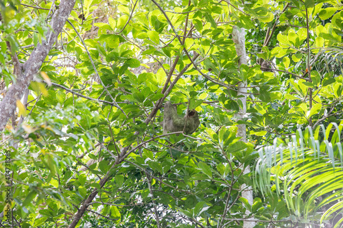 The brown-throated three-toed sloth  Bradypus variegatus 