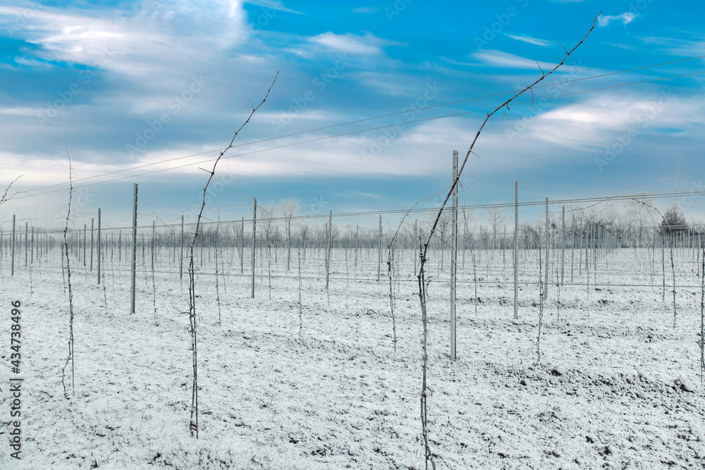 Vineyard in the winter after a freezing rain storm. Winter frosty vineyard landscape covered by white flake ice. vine plants in a row Vineyard in the winter after a freezing rain storm. Winter frosty vineyard landscape covered by white flake ice. vine plants in a row
