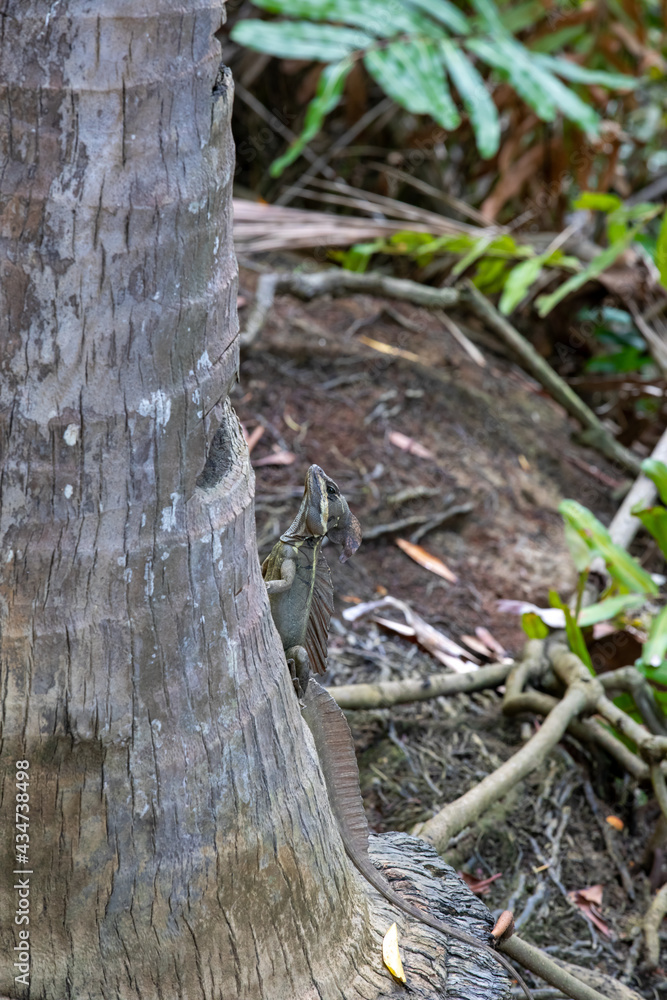 Obraz premium The common basilisk (Basiliscus basiliscus)