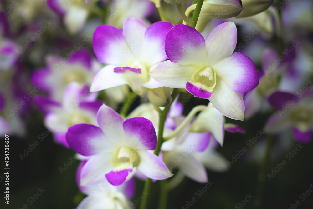 purple and white  orchid with  garden background.