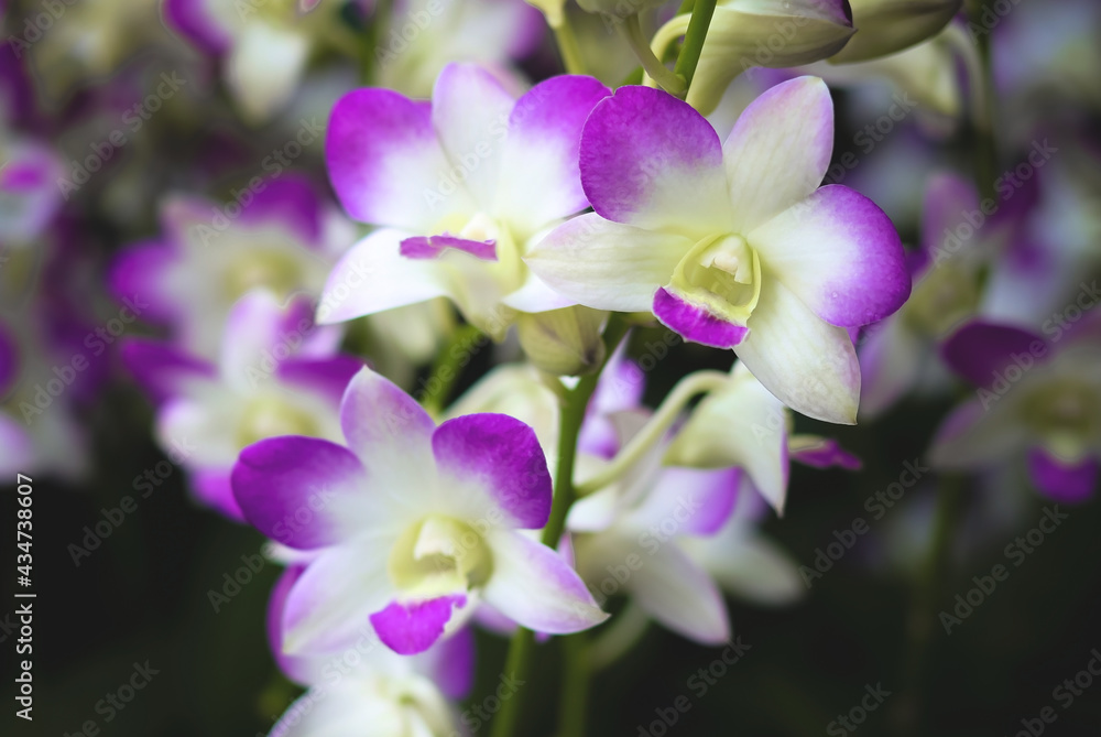 purple and white orchid with garden background. purple and white orchid with garden background.