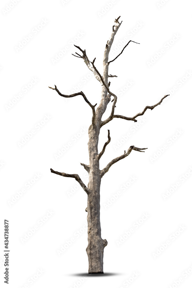Single old and dead tree isolated on white background.