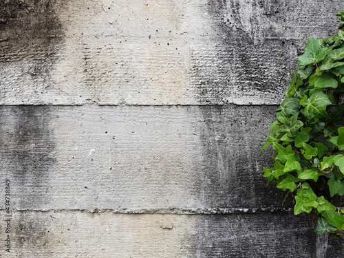 green ivy leaves agains a rough concrete wall © Tomislav Stajduhar
