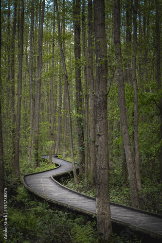 wooden hiking path in forest