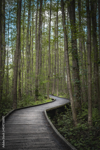 wooden hiking path in forest