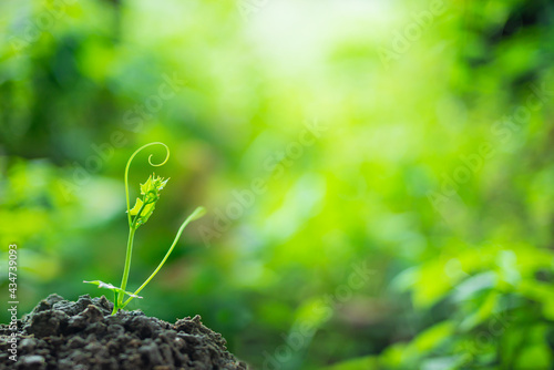 A small green tree that grows on the soil