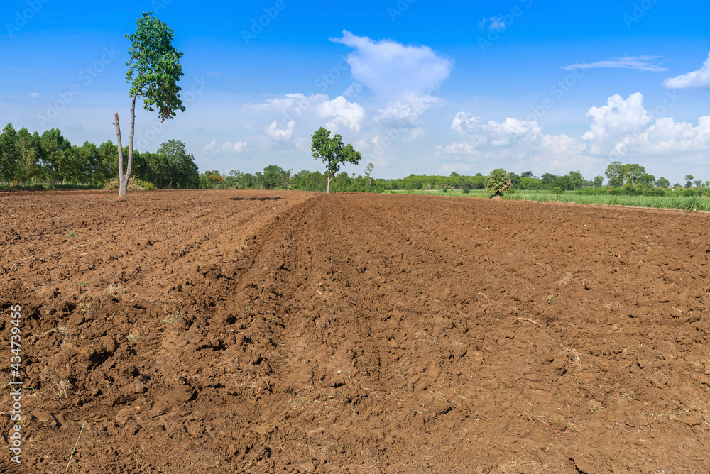 Prepare soil for sugarcane planting, sugarcane field, cane growing and ground awaiting cultivation. Prepare soil for sugarcane planting, sugarcane field, cane growing and ground awaiting cultivation.
