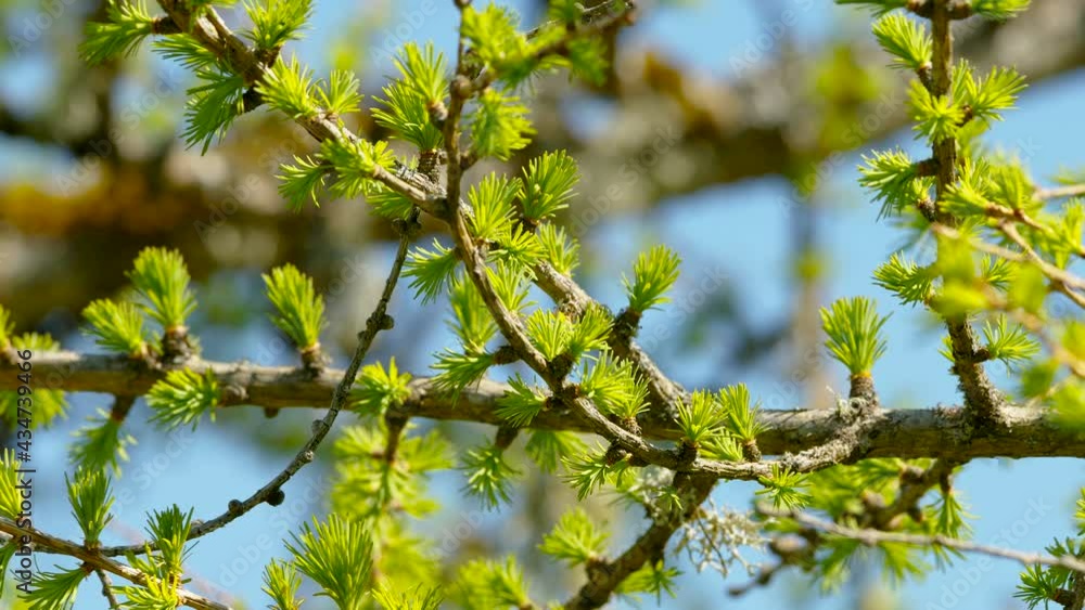 The small green leaves of the European larch tree that looks like of the pine trees The small green leaves of the European larch tree that looks like of the pine trees