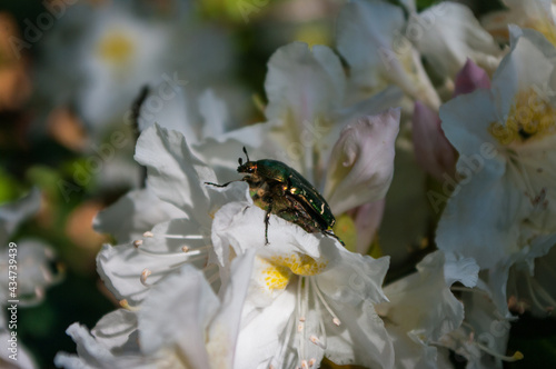 Rose chafer sitting on a rhododendron flower. A common European beetle with metallic green color in its natural habitat. A close up horizontal picture.