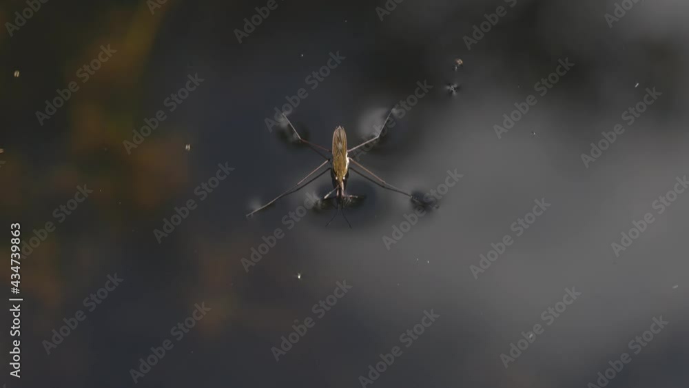 Water Strider or pondskater (Gerridae) a flying bug which is a common insect found on the surface of a pond, macro close up and video footage clip
