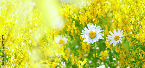 Fototapeta Naklejka Na Ścianę i Meble -  Chamomile flowers, beautiful natural background. summer season. sunny meadow and blossom daisies. beauty and purity of nature concept. copy space