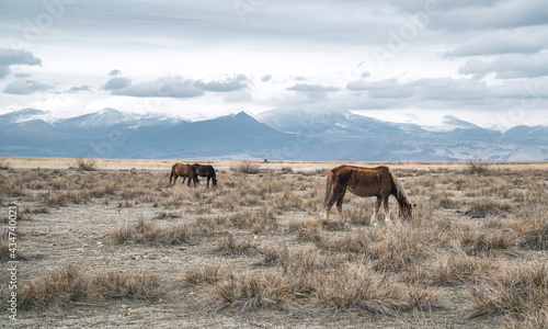 A herd of wild horses with snow-capped mountains inside the Central Anatolian Sultan Reedy (Sultansazligi) National Park, Turkey © Jack Krier