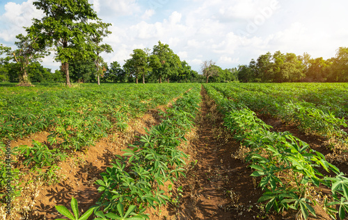 Cassava plantation Northeast of Thailand,  plantation cassava green scenery wide,  Cassava plantation farming.