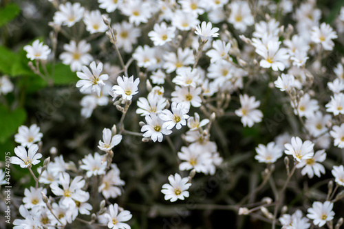 Cerastium tomentosum snow in summer flowers in bloom, group of flowering plants with white petals in ornamental garden © Iva