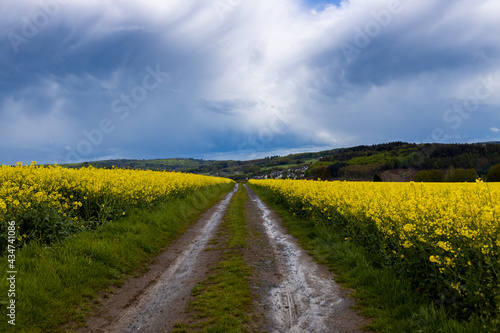 Landscape, dirt road through a blooming rapeseed field after heavy rain, sky with retreating rain front and cirrus clouds..