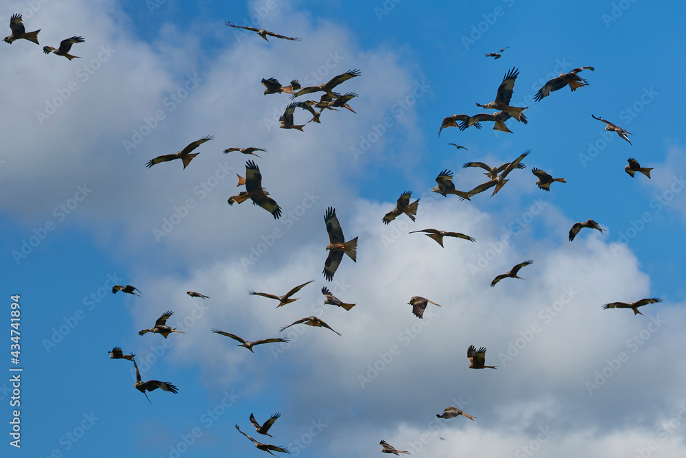 Large number of Red Kite (Milvus milvus) flying above lGigrin Farm in Wales, United Kingdom. Large number of Red Kite (Milvus milvus) flying above lGigrin Farm in Wales, United Kingdom.