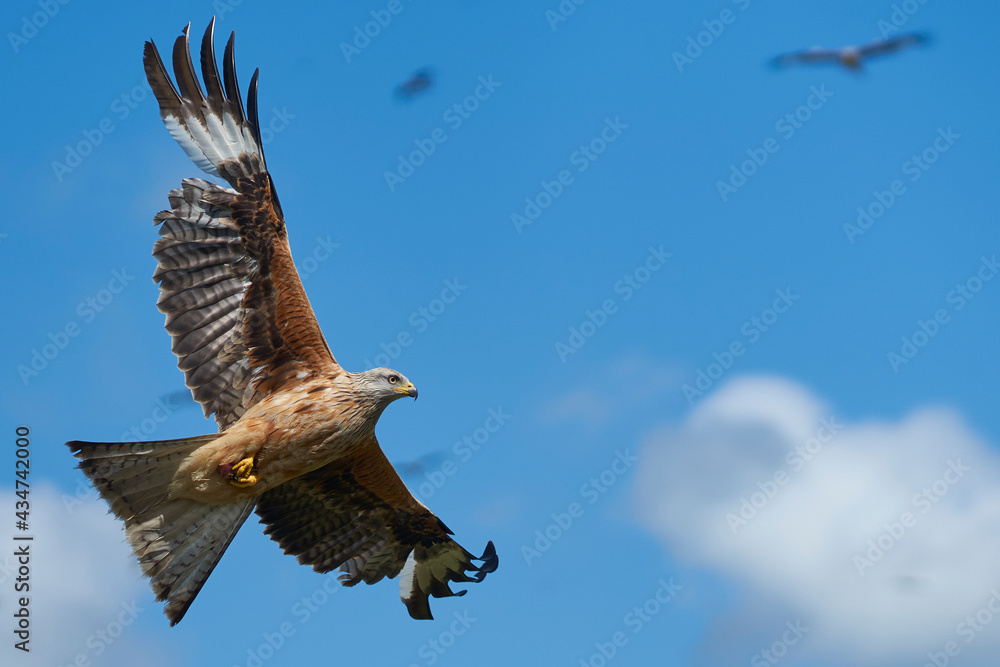 Red Kite (Milvus milvus) flying against a blue sky dotted with clouds. Red Kite (Milvus milvus) flying against a blue sky dotted with clouds.