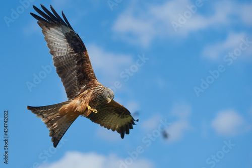 Red Kite  Milvus milvus  flying against a blue sky dotted with clouds. 