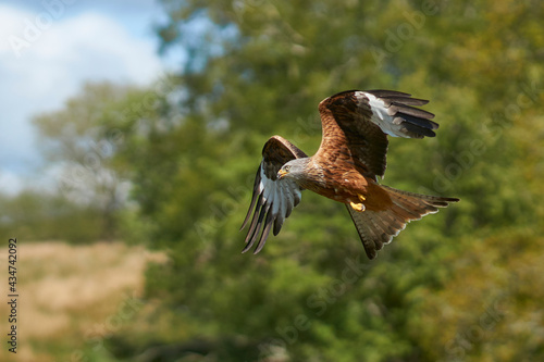 Red Kite (Milvus milvus) flying against the lush green countryside of Wales in the United Kingdom.  © JeremyRichards