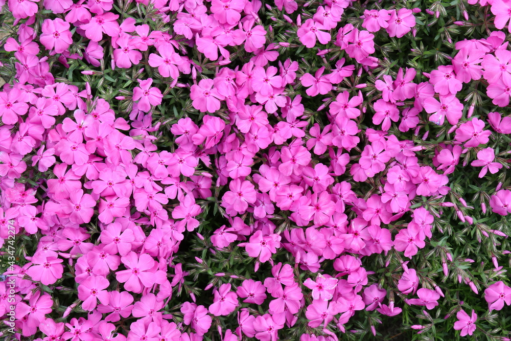 Plant with small pink flowers in the garden in spring