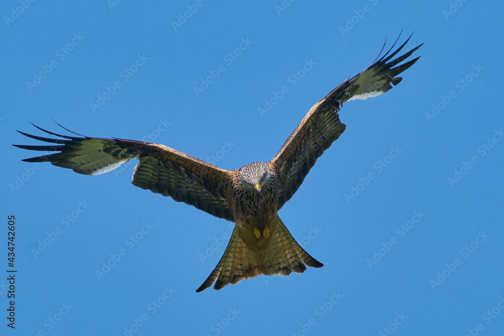 Fototapeta premium Red Kite (Milvus milvus) flying against a blue sky dotted with clouds. 