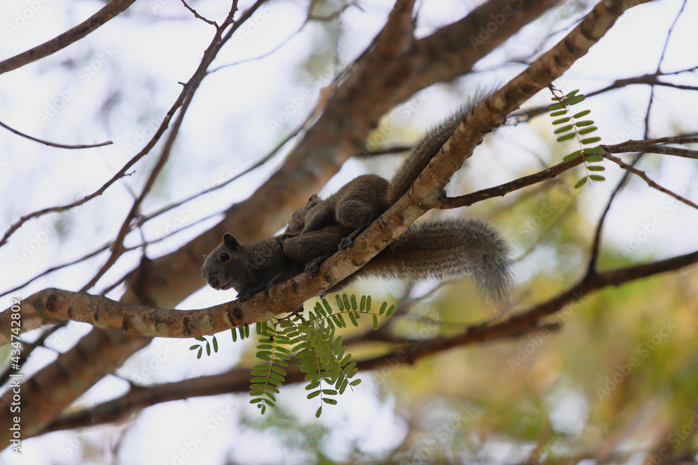 Squirrel (Callosciurus erythraeus), Multiple mammal on branch Squirrel (Callosciurus erythraeus), Multiple mammal on branch