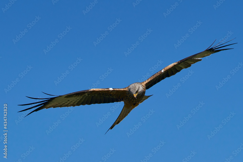 Red Kite (Milvus milvus) flying against a blue sky dotted with clouds. Red Kite (Milvus milvus) flying against a blue sky dotted with clouds.