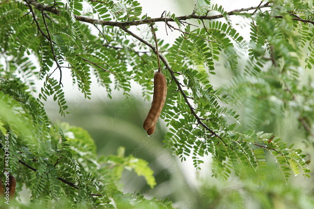 Helth benefits of tamarind plant Helth benefits of tamarind plant