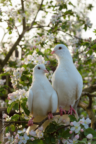 Two white doves with love. Valentine and Sweetest day concept. Couple of pigeons bird on the tree with background of blossom gardens.Love end familly concept.Couple of lover bird. together concept. 