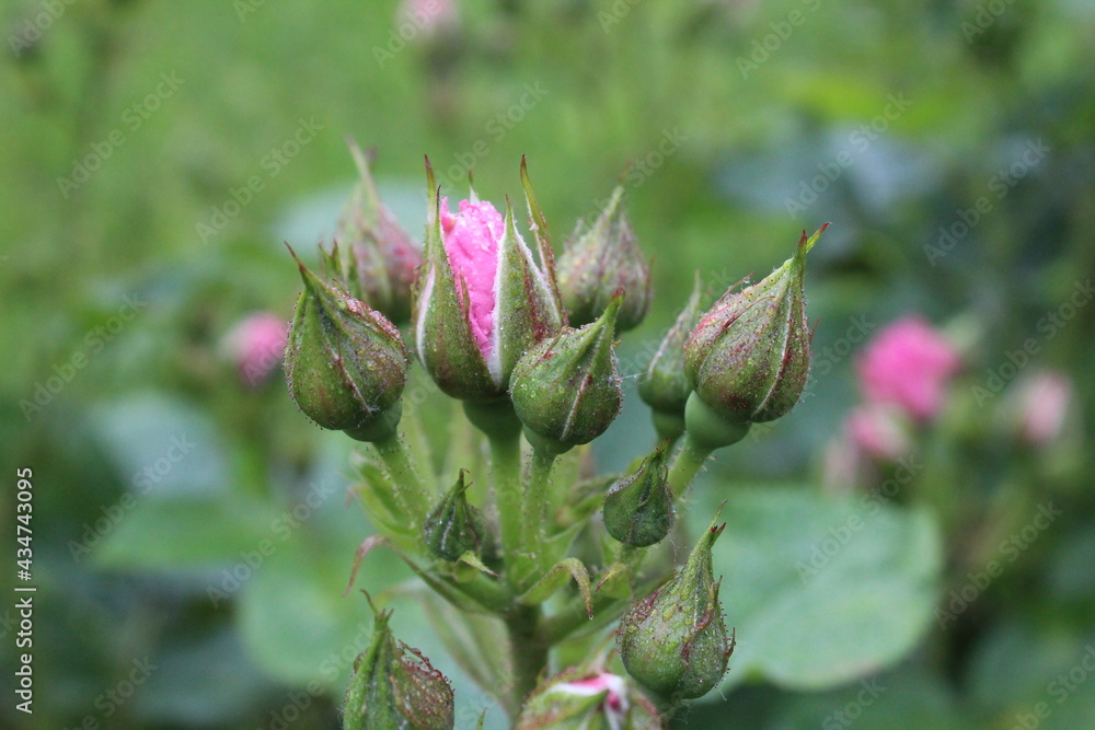 Rose buds view from the side. horticulture. Crop. Growing roses. Flower background Rose buds view from the side. horticulture. Crop. Growing roses. Flower background