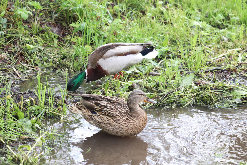Ducks bathe in speech. Photos of nature and animals. Stock Photo