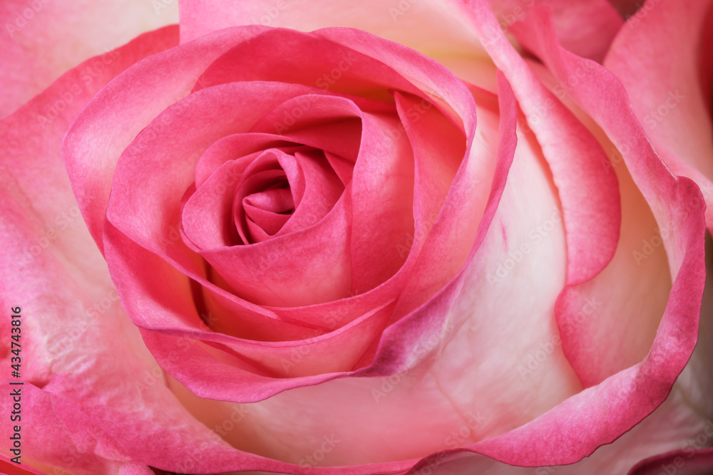 Floral holiday card with beautiful rose Floral holiday card with beautiful rose