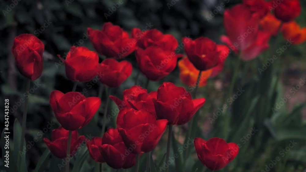 General view of group of blood red tulip flowers. General view of group of blood red tulip flowers.