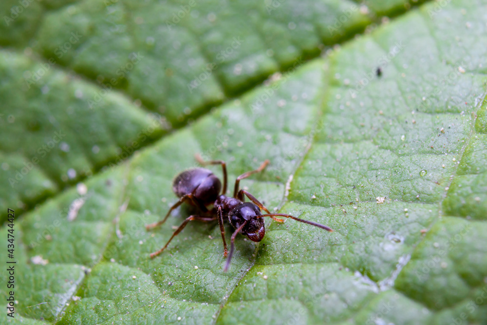 Ant on on a green leaf. Macro photography of insects. Ant on on a green leaf. Macro photography of insects.