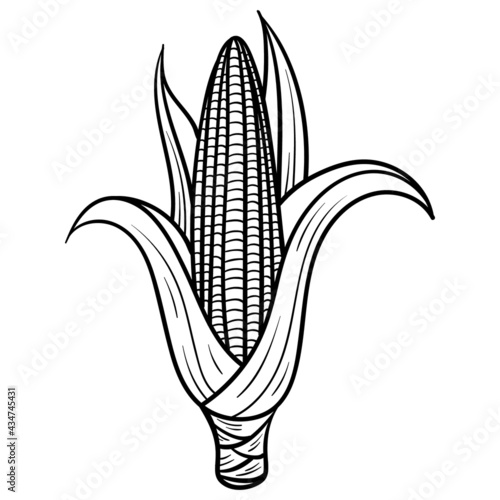 a monochrome corn on the cob. comic, outline, vector.