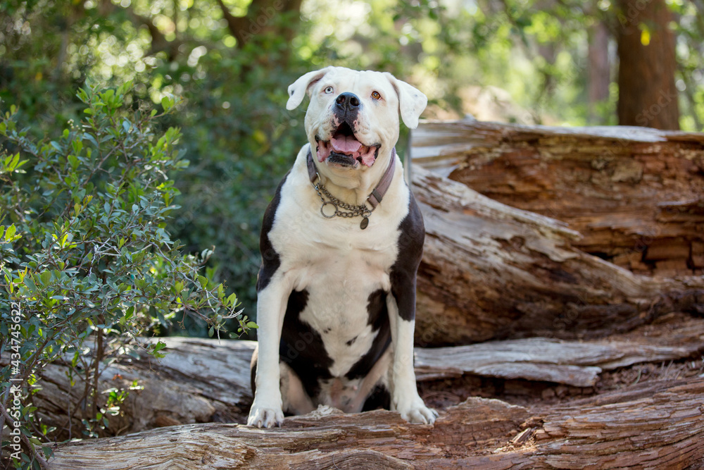American Staffordshire dog in forest