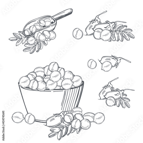 Chickpeas  beans. Vector   illustration.