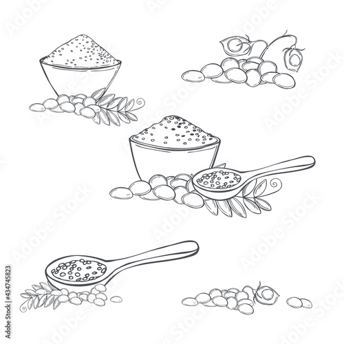 Lentil plant. Vector illustration.