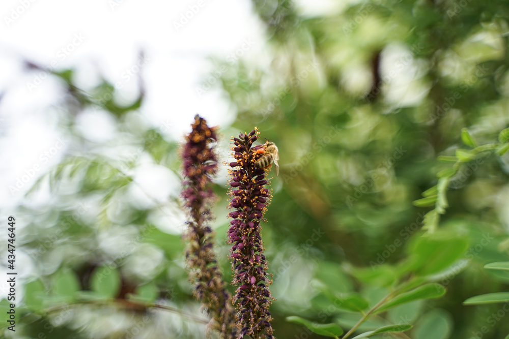 Bees on Amorpha acacia nectar-gathering insects Bees on Amorpha acacia nectar-gathering insects