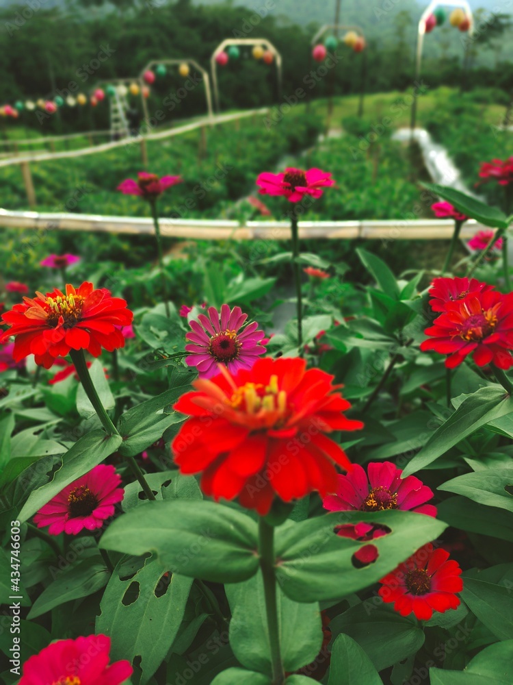 red and yellow flowers red and yellow flowers