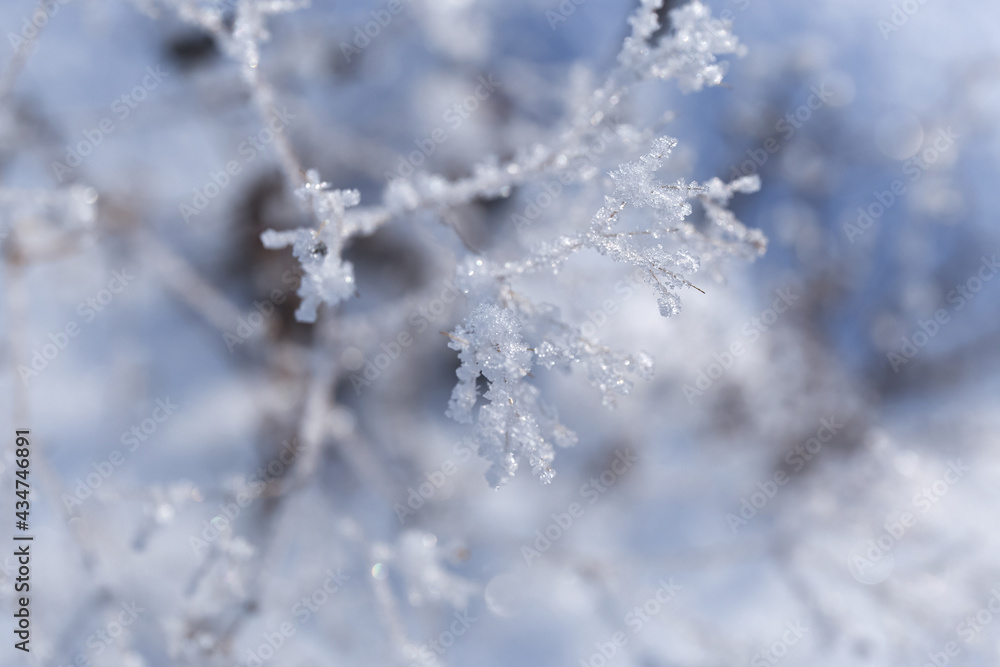frozen branches in snow with abstract background