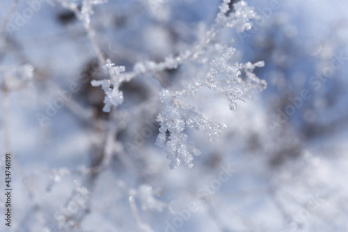 frozen branches in snow with abstract background © Olga Burmistrova