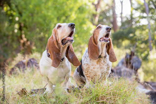 two basset hound in the forest