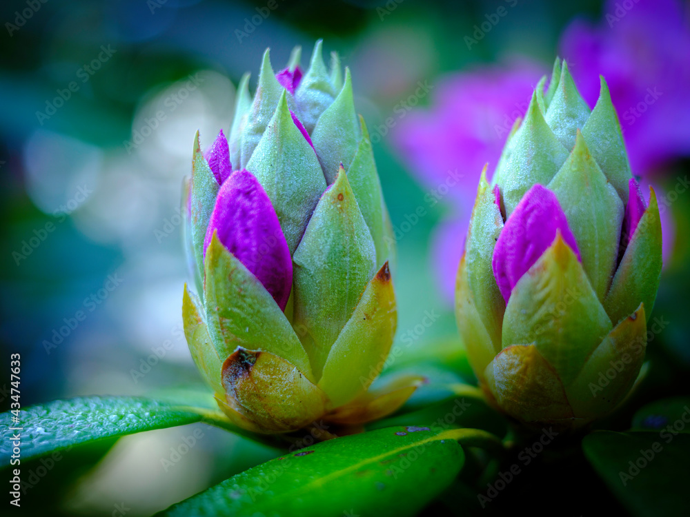 Purple Rhododendron flower buds close-up on blurred green bush backgrounds Purple Rhododendron flower buds close-up on blurred green bush backgrounds