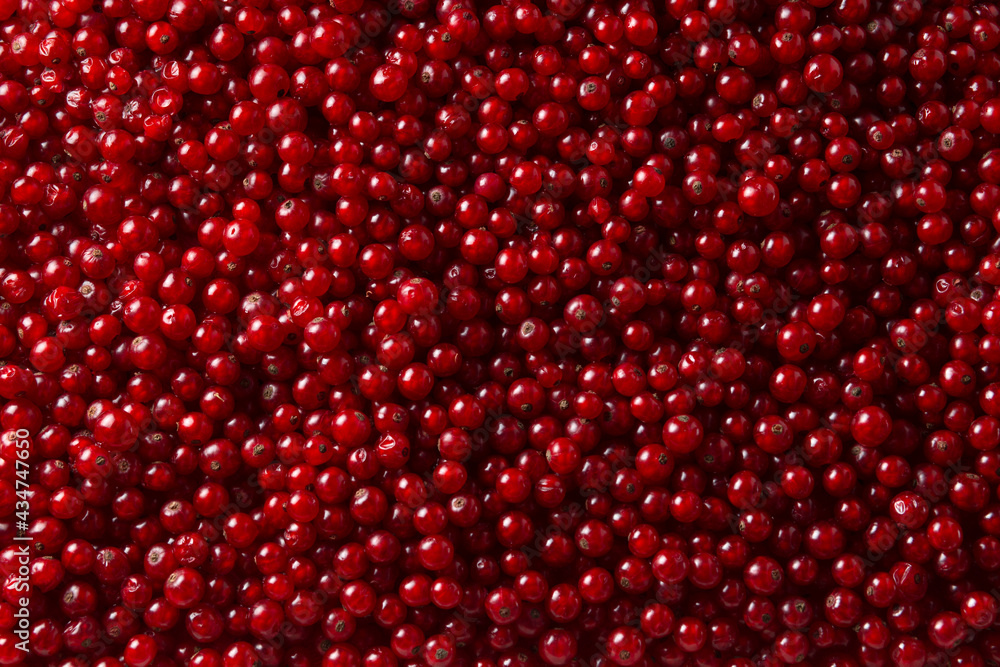 Natural background: berries of a red currant. Summer, July. Natural background: berries of a red currant. Summer, July.