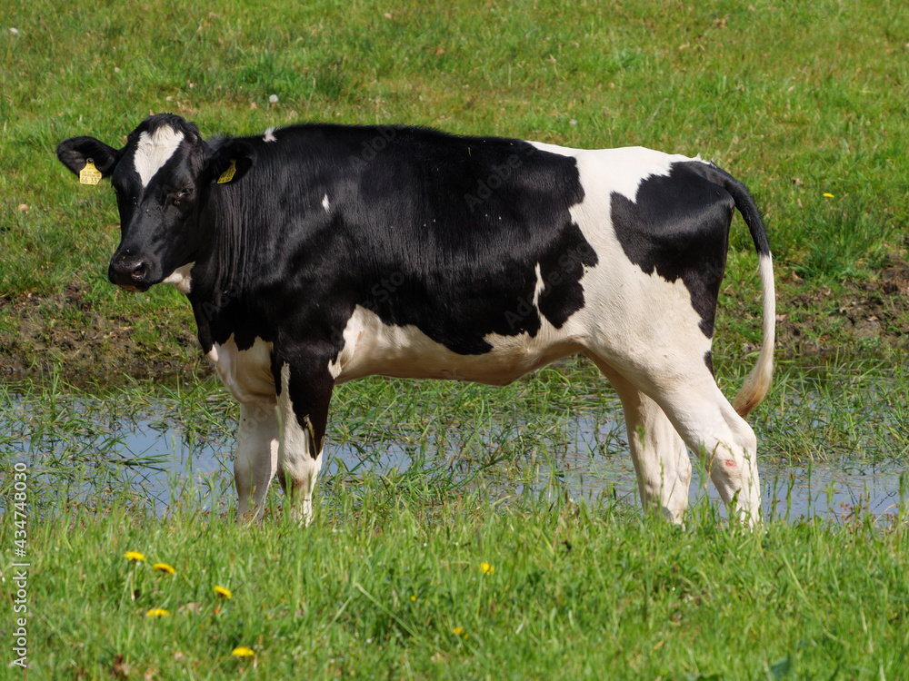 Kühe auf der Weide im Münsterland