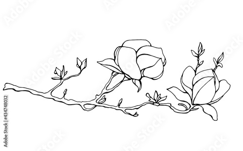 Magnolia flower, magnolia tree branch. Vector image, black line